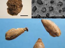 Carcer-Tullianum, stipe votiva di età augustea: Frammento di epicarpo (scorza), particolare al SEM (microscopio elettronico a scansione) e semi di Citrus limon (Foto A. Celant). Scala 5 mm