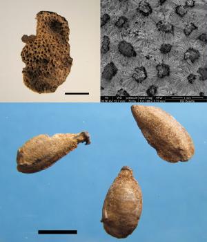 Carcer-Tullianum, stipe votiva di età augustea: Frammento di epicarpo (scorza), particolare al SEM (microscopio elettronico a scansione) e semi di Citrus limon (Foto A. Celant). Scala 5 mm